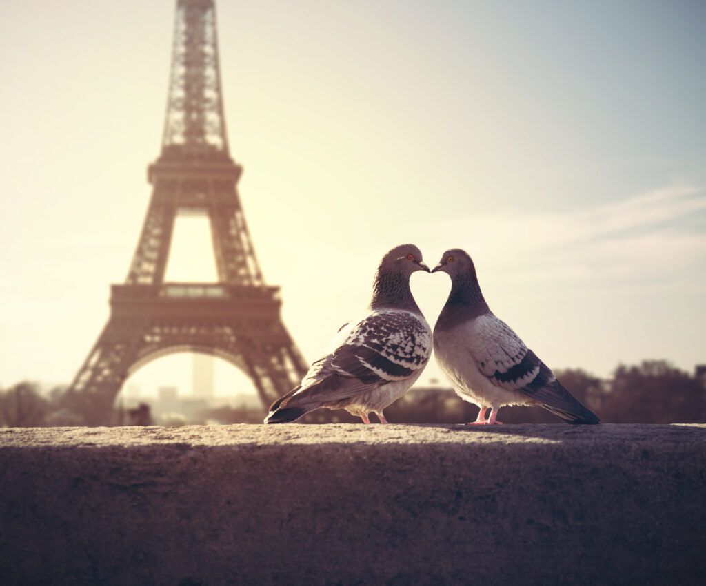 Una pareja de palomas muestra su amor frente a la torre Eiffel