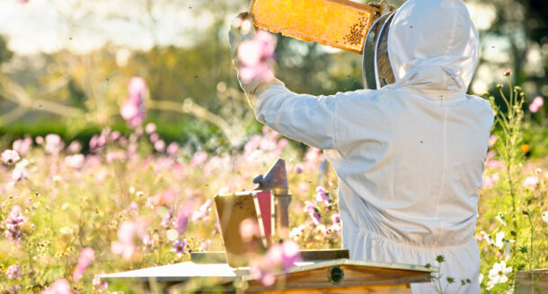 Coffret de miel, parrainage de ruche, bougie à la cire d’abeille… Des cadeaux autour du miel et de la ruche