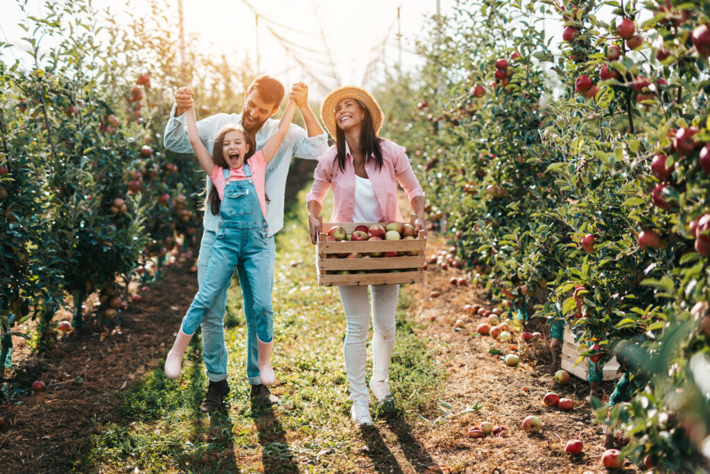 Une famille heureuse qui récolte des pommes dans un verger