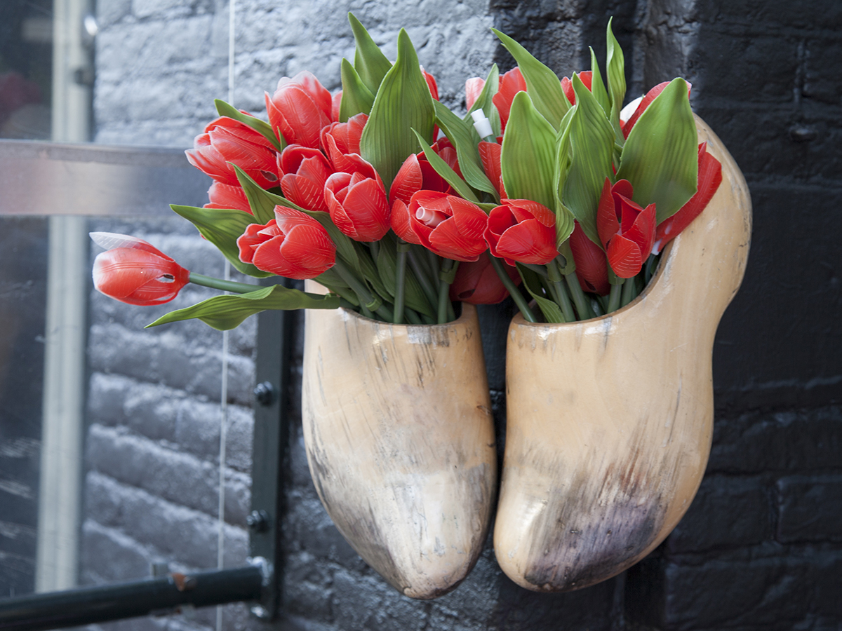 tipici zoccoli olandesi con tulipani rossi
