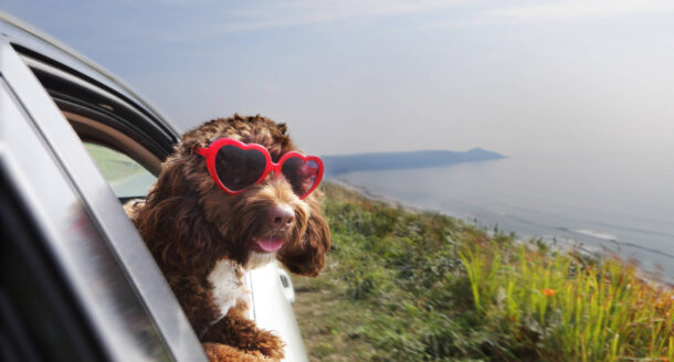 Animali ammessi! 5 hotel pet-friendly per le tue vacanze con il cane in Italia